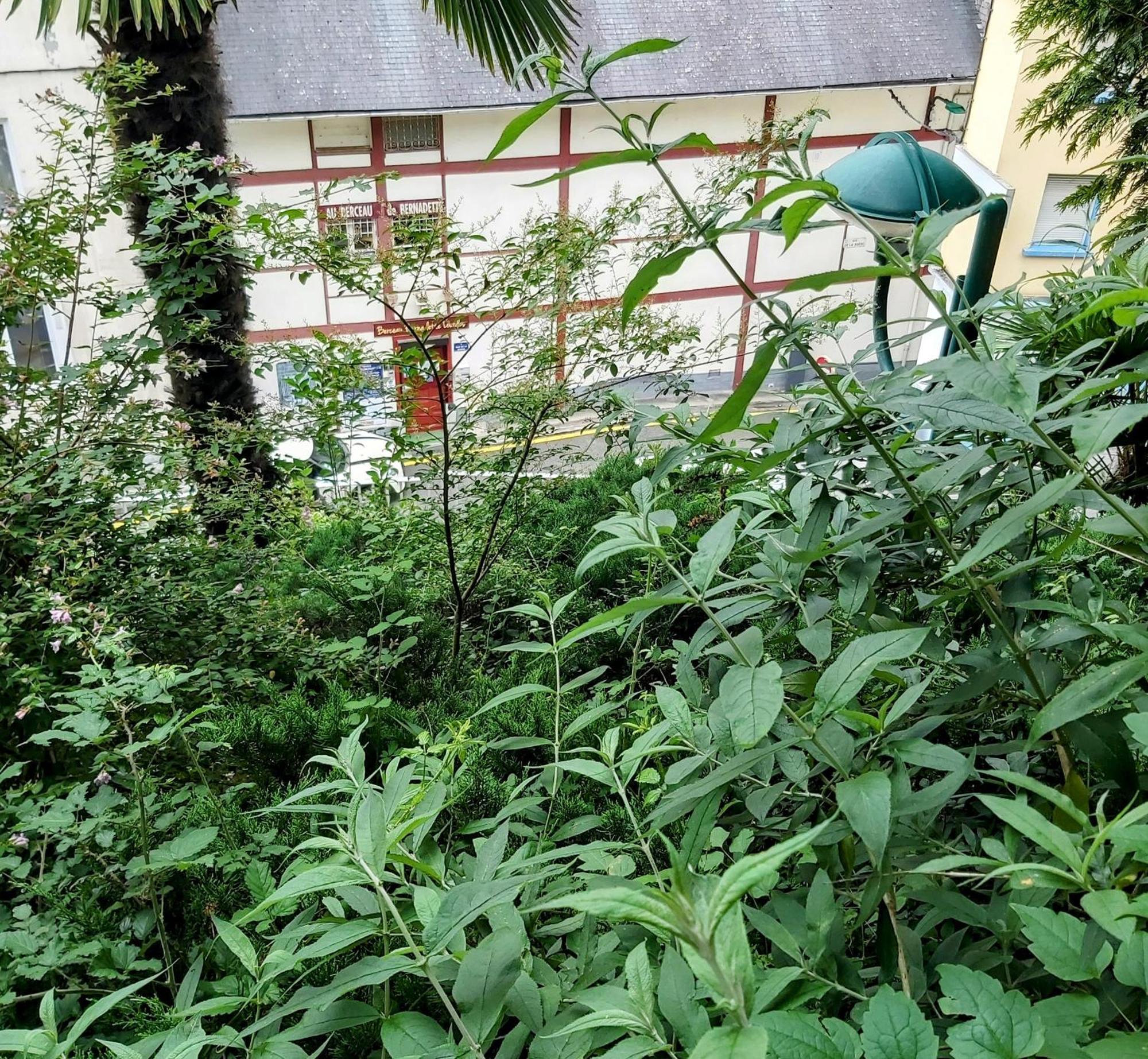 La Berceau De Bernadette Bed & Breakfast